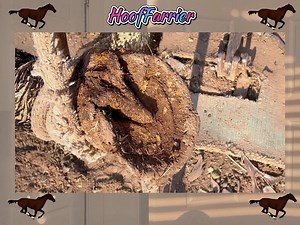 Cool! The severely ulcerated and deformed hoof made it difficult for the horse to walk. The father and son were very skilled in nailing and trimming the hoof with a soldering iron. The process was really relaxing to watch | Hoof Farrier