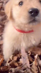 2.6K views · 156 reactions | Cute puppy 殺 | Golden Retriever Overload | Facebook