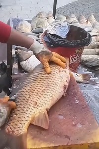 17K views · 23 reactions | Great worker skills | Danilo Barbosa | Facebook