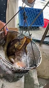 105K views · 602 reactions | Jenahak besar pun masuk dahhhh | Kolam pancing BP | Facebook