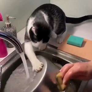 เดี๋ยวหนูช่วยล้างนะนุด | รักนะสัตว์โลก