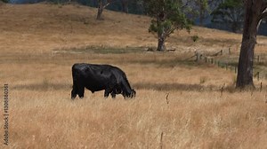 Beef cows and calves grazing on grass on a beef cattle farm in Australia. breeds include murray grey, angus and wagyu