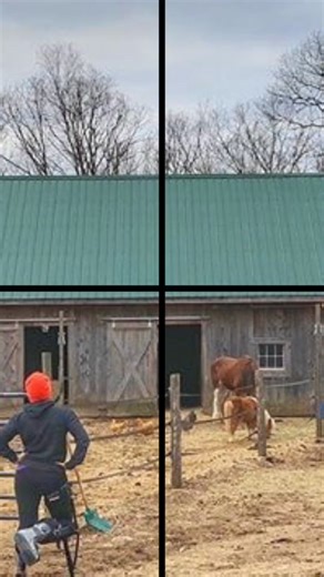 Must ♥️ Horses? Get back to the barn and enjoy being a horse mom after a lower leg injury with the hands free iWALK crutch! | iWALKFree