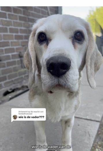 Antwoorden op @femke#vanzaal De vader van de pups is Renzo: Beagle House Henco Doejka @Marsandy Beagles