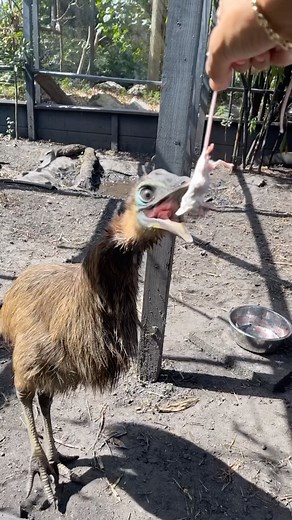 Big Birds Love Mice 🫶🏼🤠🦖 | Blake's Exotic Animal Ranch