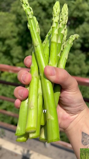 Asparagus That Produces for 20 Years from One Planting