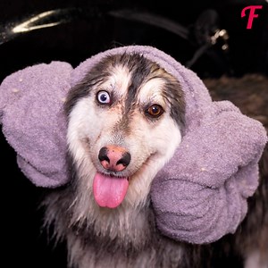 14K views · 511 reactions | Woman and her furry friend are given transforming makeovers | Fabiosa Hearty | Facebook