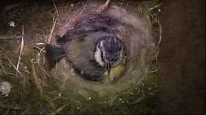 Remember our blue tit super mum from Springwatch? Here's a run down of her remarkable story! | BBC Springwatch