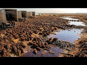 Florida Dumped THOUSANDS of Beavers Into A Wasteland With ZERO TREES — What They Built Is Insane