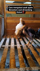 Ayam kecil suka berantem, begini cara mengatasinya #ternakayam #ayambangkok #hobyayam | Dhamar Wulan
