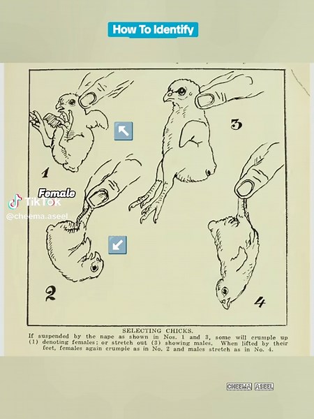 How to Identify Male and Female Aseel Chicks