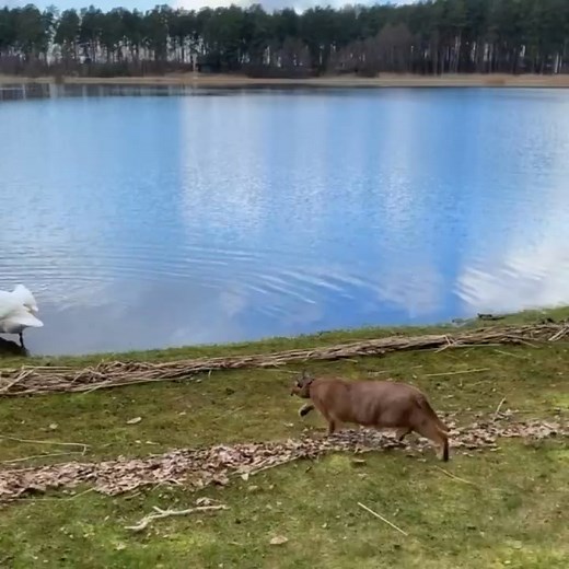 The body of a caracal is built for sneak attacks. Caracals are superfast, and with footpads cushioned by stiff fur they make practically no noise as they sprint toward targets.....#hunt#siberianc | Donald Kinney