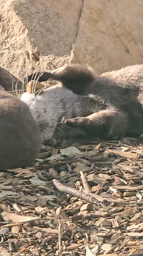 Otters be like.... 🦦 #Rocks | Halls Gap Zoo