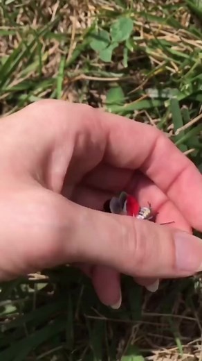 The spotted lanternfly is a planthopper indigenous to parts of China, India, and Vietnam. It is an invasive species in Connecticut, Delaware, Indiana, Maryland, Massachusetts, Michigan, New Jersey, New York, North Carolina, Ohio, Pennsylvania, Rhode Island, Virginia, and West Virginia so far. These invasive insects should be exterminated on sight due to their present threat to native species. They feed on sap by piercing a plants bark making it susceptible to disease and potentially killing the 