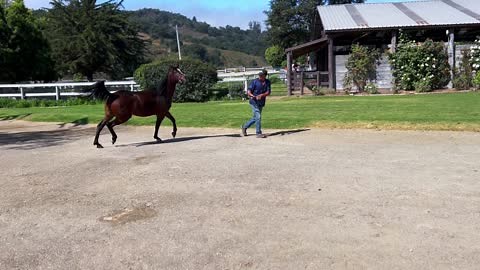 Purebred or Half-Arabian? She makes it hard to tell! Tamarlan Spring is a half-Arabian (3/4 to be exact), and one of the few daughters of the beautiful, black/bay Mr. Mereeke V (out of Majors Tiffany GA, dam to Major Mac V). Tamarlan Spring's dam is the half-Arabian, Najadah, a gorgeous halter champion and Scottsdale winner in Half-Arabian Hunter Pleasure divisions. Tamerlan Spring shows potential as a western pleasure or sport horse competitor. She is very typey and would best be suited to a sm