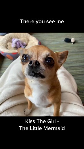 Always ask first💋😳 #rules #kiss #kissme #kissmemore #destinyschis #lola #thelittlemermaid #kissthegirl #parody #disney #disneyworld #chi #chihuahua #chihuahuafanclub #chihuahualove #chihuahuapuppy #singingdog #hund #hundli (7222237083044236570) | destinyschis