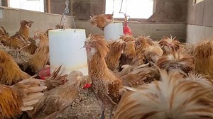 6.9K views · 163 reactions | Grading through a pen of buff laced Polish | Cackle Hatchery | Facebook