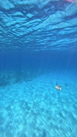 15K views · 410 reactions | Hawaii Honu #hawaii #wildlife #sleep #calm | Danny Hale | Facebook