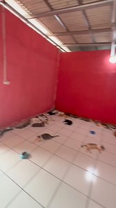 80K reactions · 1.9K shares | Ini kucing ku ... DJ CLOW 藍 | Wahyu Winono | Facebook