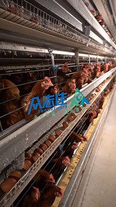 [Hot Item] Modern Poultry Farm Machine H Type Hot Galvanized Battery Brood Broiler Layer Chicken Cage Automatic Environmental Control Feed and Nipple Drinking System