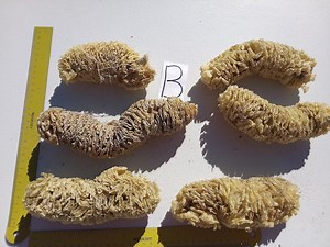 Horse Conch Case, Spiral Egg Case, Sea Shell Case, Egg Casing, - Etsy Canada