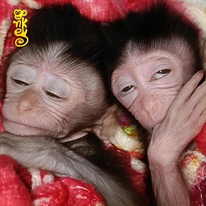 21 reactions · 6 comments | Poor Bb Monkey In Deep Sleep | Edgie Nick Connors | Facebook