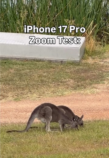 Incredible iPhone 17 Pro Zoom Test with Kangaroo