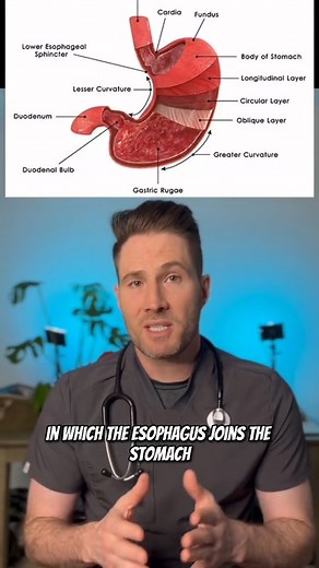 The best sleeping position for acid reflux #doctor #constipation #fiber #nutrition #medical #growthmindset #ambulance #emergency #healthcare #doctorreact #residency #Psychologist #skincare #healthy #medicine #cancer #chiropractic #pimplepopper | Doctor Joe