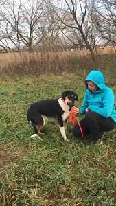 Prénom : FLINT ❤️ Statut : A L'ADOPTION Sexe : mâle Age : 2 ans Poids : 19 kgs Race Unique : croisé Ententes : OK chien / ok chat / ok enfant Santé : Il est pucé / vacciné / vermifugé / déparasité / castré Caractère : loulou adorable, calme et affectueux, gentil avec les chiens et les chats. Réfléchissez avant d’adopter car vous partez pour 15 ans, présence, patience, éducation, jeux, câlins à prévoir Son histoire : maître décédé Conditions d’adoption : Frais d’adoption à prévoir. Adoption possi