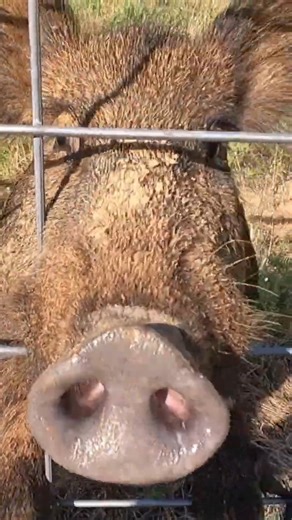 Friendly Wild Boar #animal #hog #wildboars #wildhogs #trapping #farming #boar | Cpacify Maris