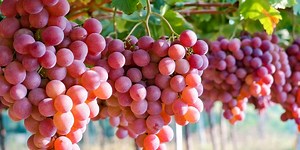 Cara Budidaya Anggur agar Cepat Berbuah