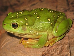 Magnificent tree frog - Alchetron, The Free Social Encyclopedia