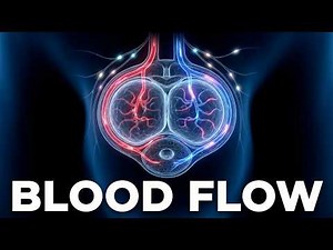 Unveiling: How Erections Work: 3D Medical Animation of Blood Flow & Nerve Control (Full Explained)