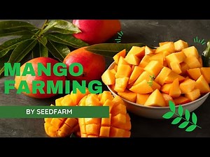 Mango Farming in Kenya