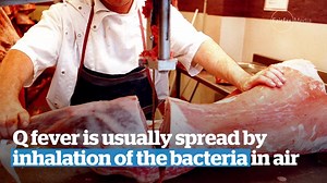 15K views · 39 reactions | Q fever has broken out at a meat...