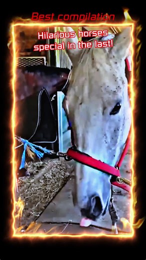 horseriding_compilation3 on TikTok