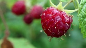 Rubus idaeus, Himbeere ist ein hervorragendes: Stockvideos & Filmmaterial (100 % lizenzfrei) 1007317384 | Shutterstock