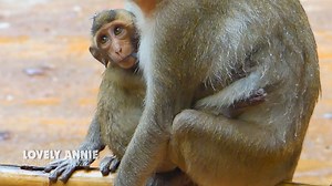 48 reactions | Lovely monkey Annie looks so happiness staying in mum chest with fully milk | Monkeys Buzz | Facebook