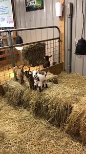 1.1K views · 122 reactions | Happy Sunday y’all Harmonylanefarms.com | Harmony Lane Farms Goat Milk Soap & Jolly Kakes Bakery | Facebook