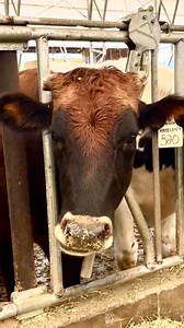 135 reactions · 12 shares | Happy #MooMonday!  Welcome to the third and final part of your virtual farm tour. In our grand finale, see our cow palace, learn about our cow breeds that play a vital role in cheesemaking, and meet some of the stars of our herd! 燎✨ Want to see our girls in person? Our Dairy & Farm Stand in Grants Pass is open from Wednesday - Sunday from 10am - 5pm with FREE tours at 10am & 2pm. No reservations required!  | Rogue Creamery | Facebook