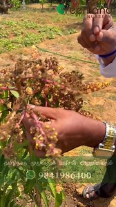 Are pesky insects wreaking havoc on your mango flowers? Don't worry – we've got you covered! Check out our latest video for expert tips and tricks from Greenland Nursery on how to protect your fruit trees from unwanted guests. 🌺🌿🐜 #mangoflowers #insectprotection #gardeningtips #exoticfruits | Greenland Nursery