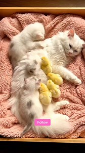 A Mother Cat Protecting Kittens and Chicks 🥺 | A Beautiful Story of Love. #MotherCat #AnimalLove #CuteAnimals #Kittens #BabyChicks #PureLove #HeartwarmingMoments #ViralVideo #CutePets #PetStory | Cat's & Pets
