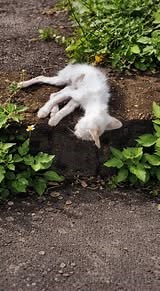 A tiny white kitten lay motionless near the river—thin to the point of transparency, part of his fragile body already submerged. His breathing was shallow and uneven, as if each breath required more strength than he could summon. No one noticed him. No warmth, no comfort. Just the cold, hard reality of being left behind. 👉 Find out what happened next in the first comment 👇👇 #RescueKitten #AnimalRescue #SecondChance | Fragile Lives Project