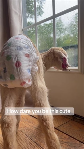 Danielle Gallusser on TikTok