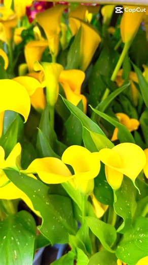 1.4K views |  In bloom now: Calla Zantedeschia 勺 Add elegance and a splash of colour to your home or garden with one of these stunning lilies - now available in store. Known for their graceful trumpet-shaped blooms and rich green foliage, these beauties make the perfect statement in any setting. 李 Callas are easy to care for and absolutely gorgeous - visit us today and bring a little natural beauty home | Hollybush Garden Centre & Aquaria | Facebook