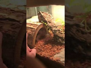 Nile Monitor Care & Semi Aquatic Setup Update
