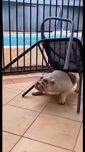Bulldog style 😂 | Bulldog Overload