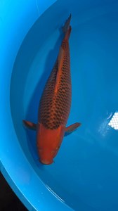 Aka Matsuba von Marusei, High Quality, Sansai, Female und grandiose 72cm groß. Die hellen Stellen sind nachgewachsene Schuppen, färben sich outdoor wieder vollständig durch. For Sale Now…💪 @Top-Fans Koi-Freak GmbH | Koi-Freak GmbH