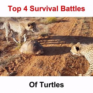 370K views · 2.2K reactions | wow !!! Amazing turtles | Wild Animals TV | Facebook