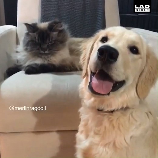 1.2M views · 2.5K reactions | There's morning people and then there's me...  Merlin Ragdoll | LADbible | Facebook